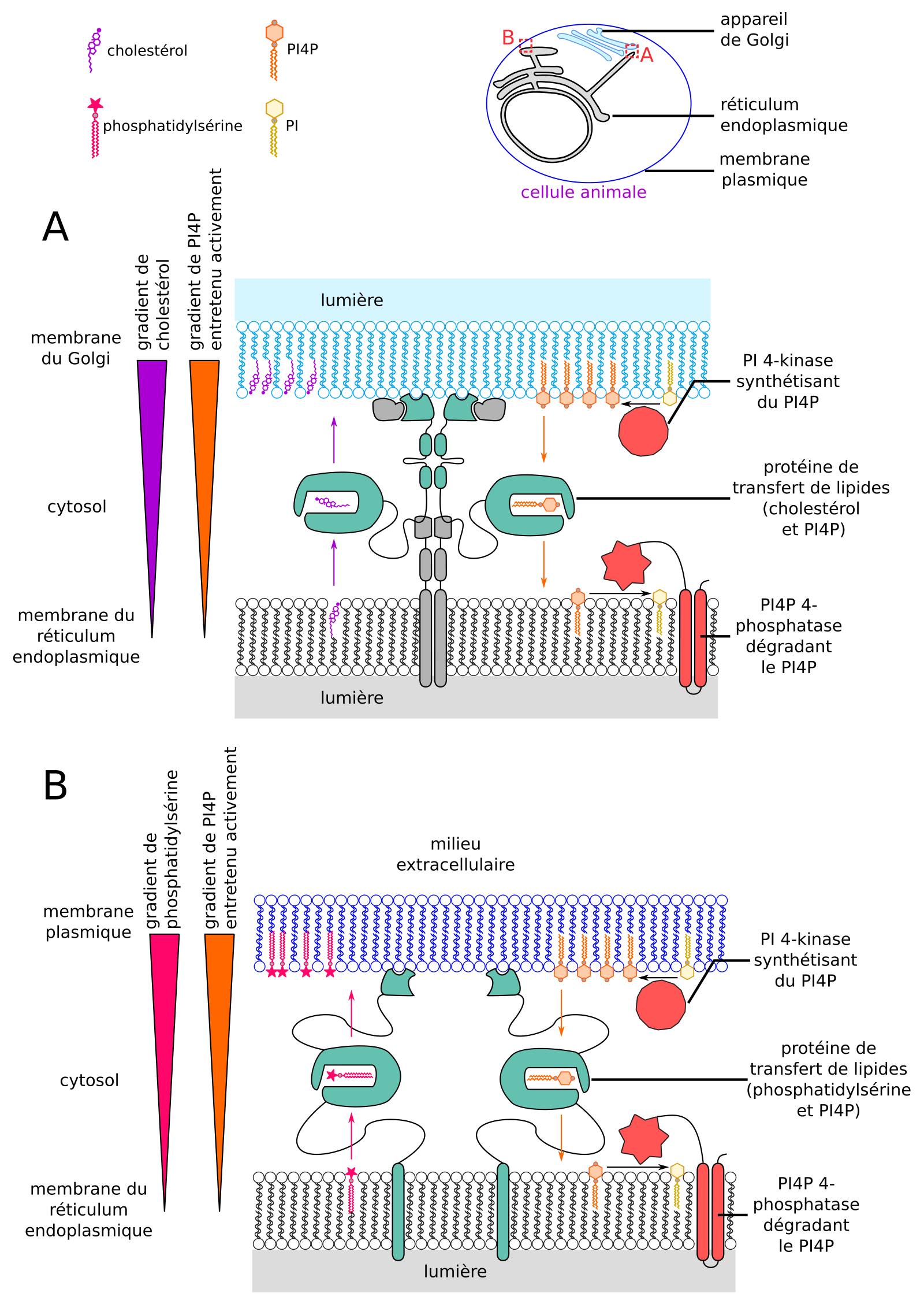 Les Membranes Biologiques Des Structures Dynamiques Planet Vie